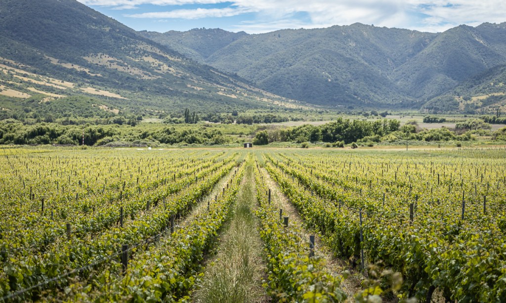 20 años de la Viña Santa&nbsp;Cruz