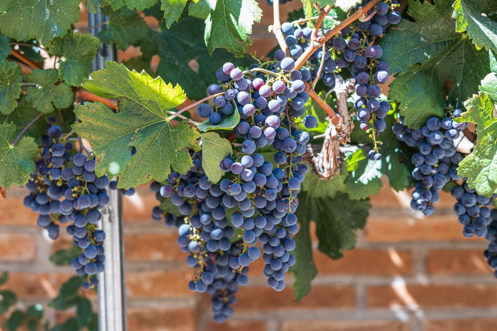 Tren: Sabores del&nbsp;Cachapoal