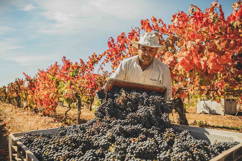 Viña Terranoble es reconocida en los Decanter World Wine Awards 2025 en la categoría “Personas Por Su Compromiso Con La Sostenibilidad Social y Las&nbsp;Comunidades”