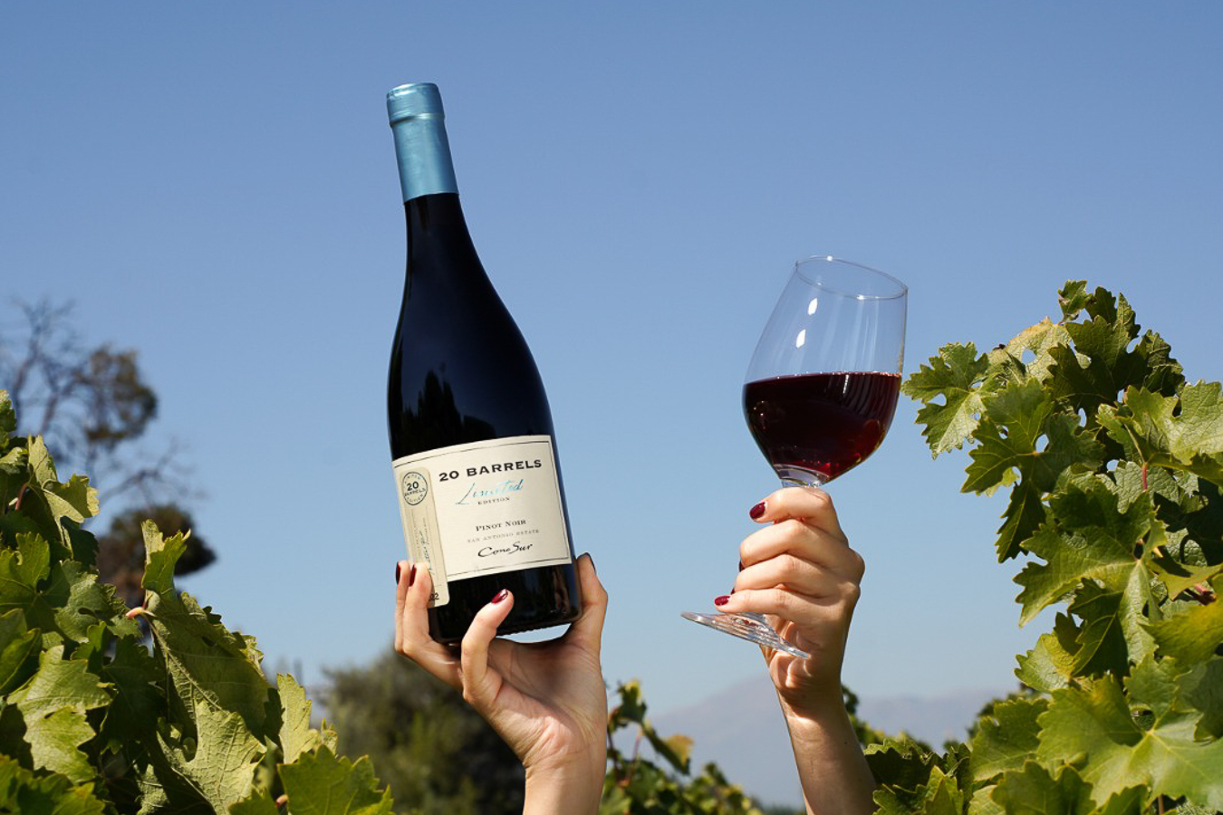 Tintos con carácter: Por qué el Carmenere y el Cabernet son los imprescindibles de la estación