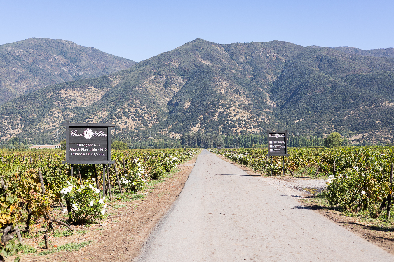 Día del Vino Chileno en Viña Casa Silva: Un atardecer inolvidable en el Valle de Colchagua