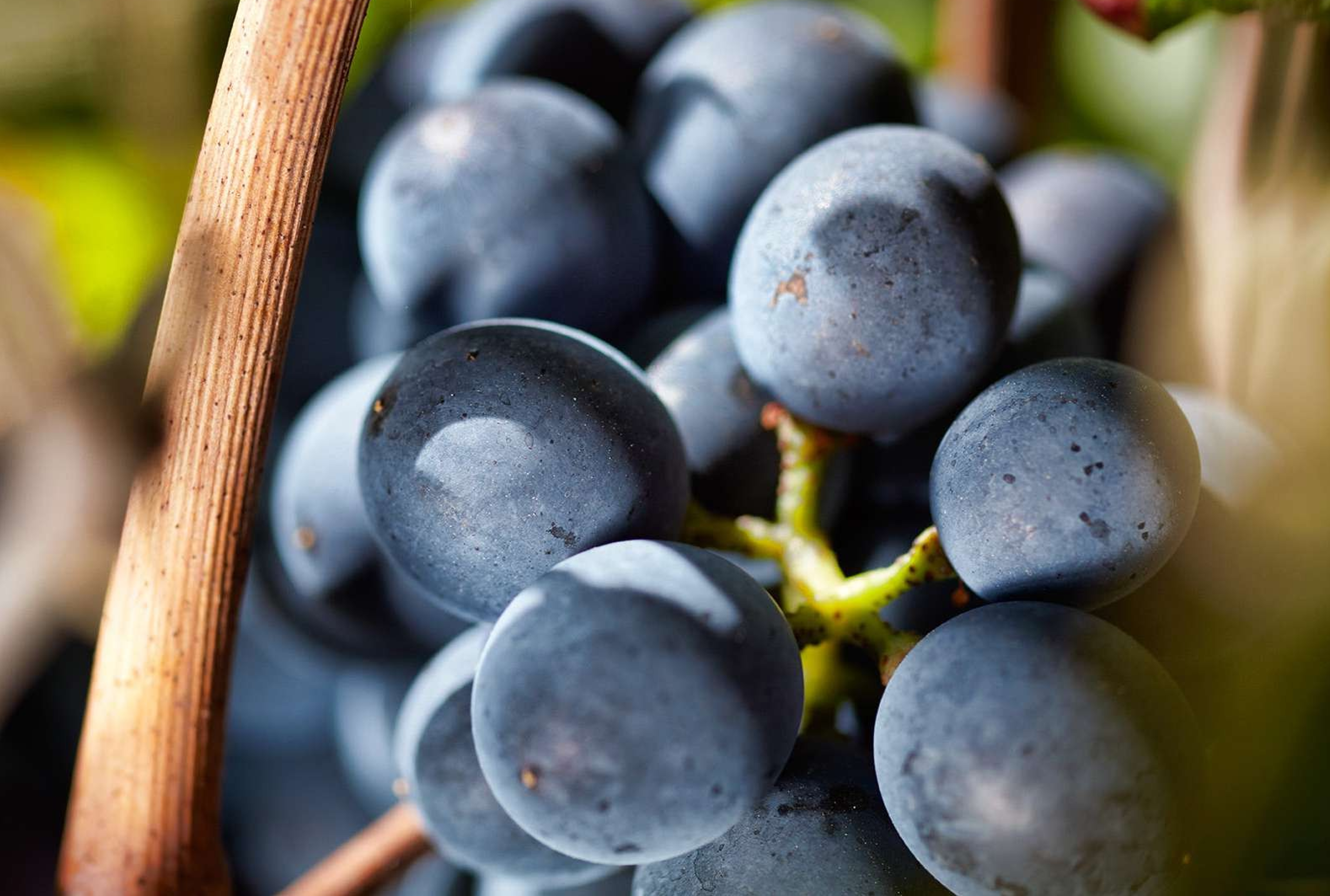 Un Pinot Noir chileno se posiciona como el mejor tinto del país